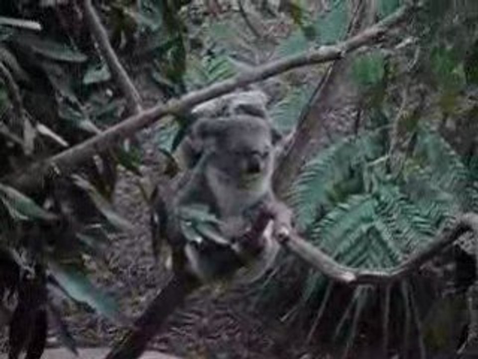 Koalas Australie