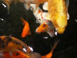 Aquarium du Trocadero