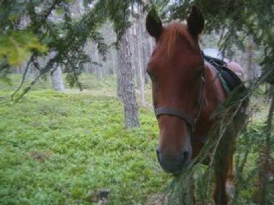 Chevo