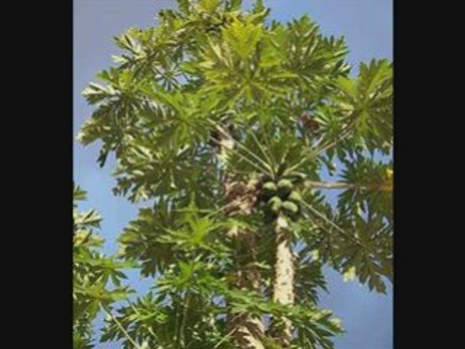 Big Jim dah - Blagy zanatany