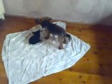 yorkshire terrier puppies with mom