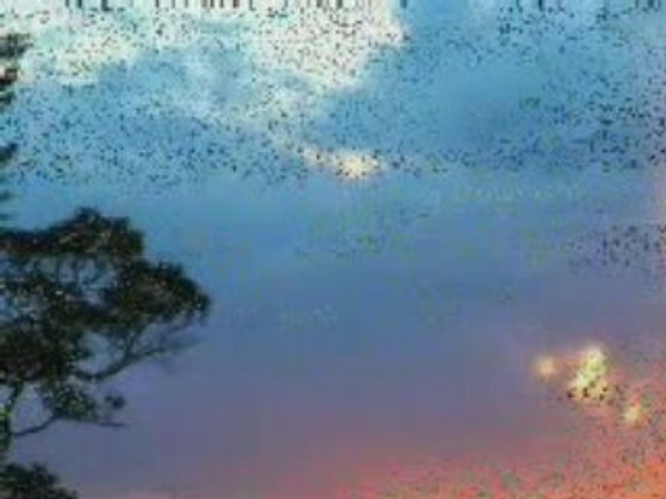 ahmed saoud tres belle recitation