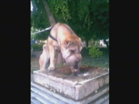 принцесс дейзи-райкова3