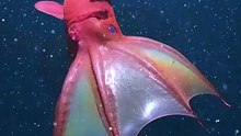 Vampire Squid Deep Sea Secrets