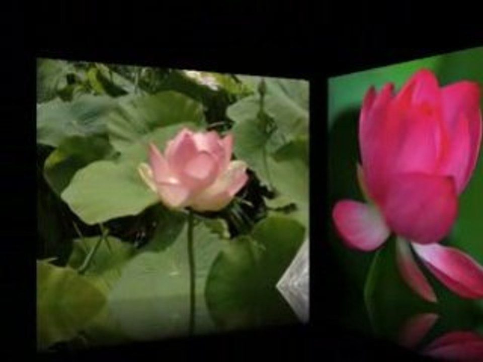 Fleurs de Lotus