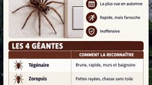 Les 4 plus grosses araignées que tu peux croiser chez toi en france