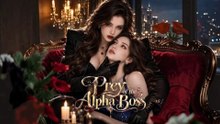 Prey of the Alpha Boss: Full Drama