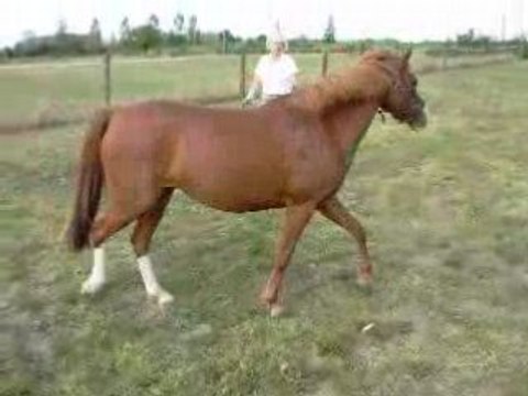 Au trot en longe