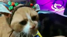 my favourite christmas animal ! the reinCAT 🦌🐈🎄