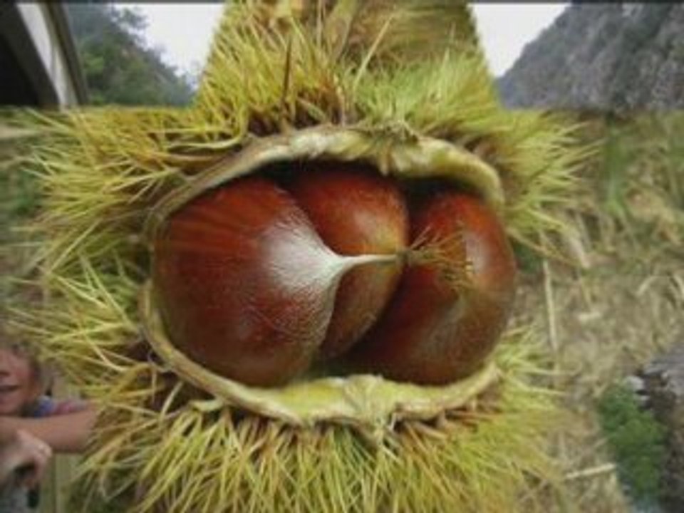 LE MASTROU