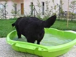 apres un bon bain, séance de jeu ^^