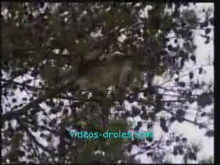 Chat-tombe-sur-ses-pattes