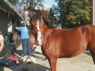 eux.. jlé nador trop