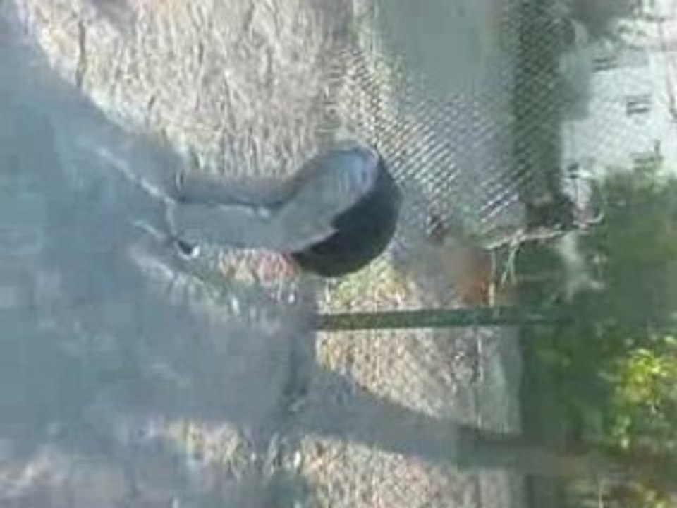 Friter le cu
