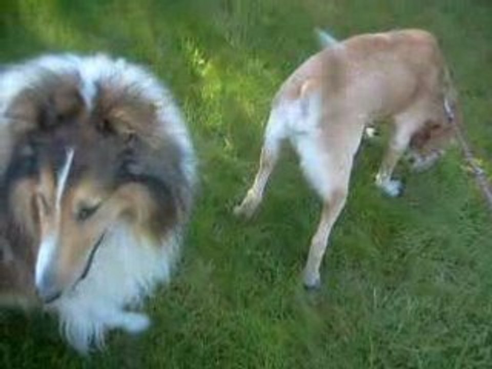 Samy & Shadow