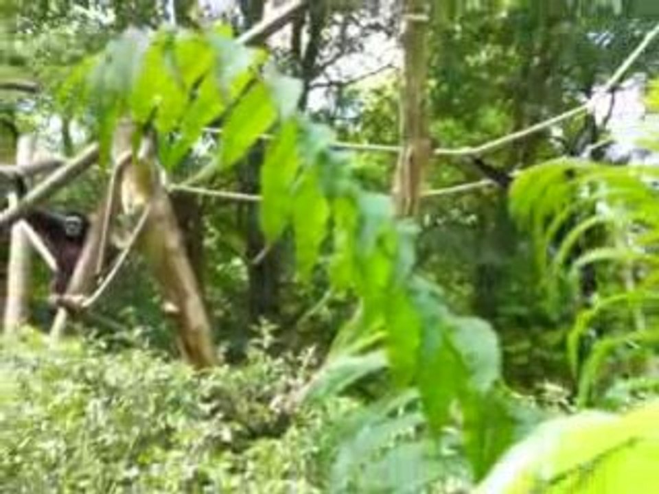 zoo doué vid25