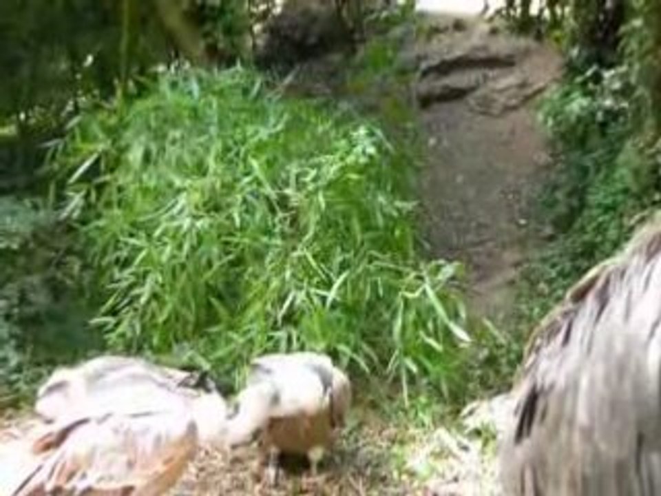 zoo doué vid22