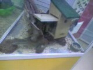 Gerbille qui stress en animalerie