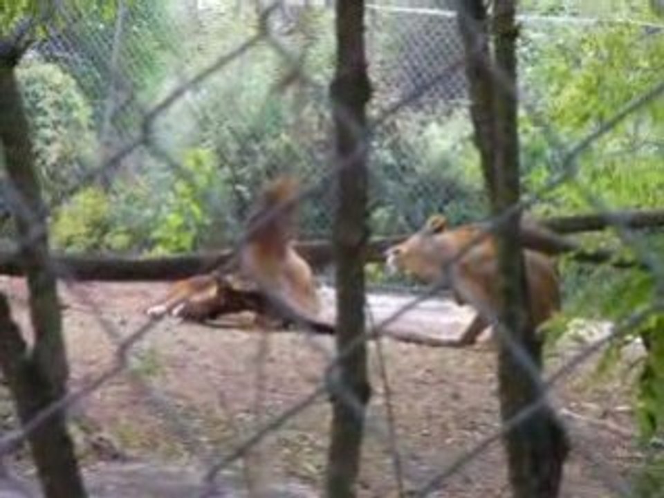 zoo doué vid20
