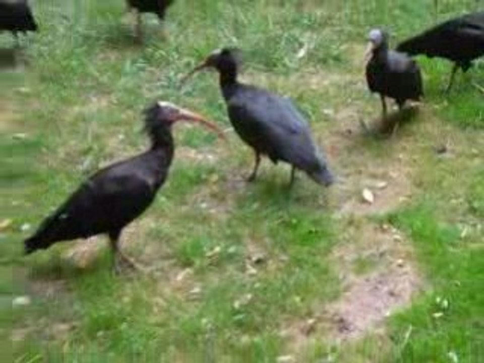 zoo doué vid14