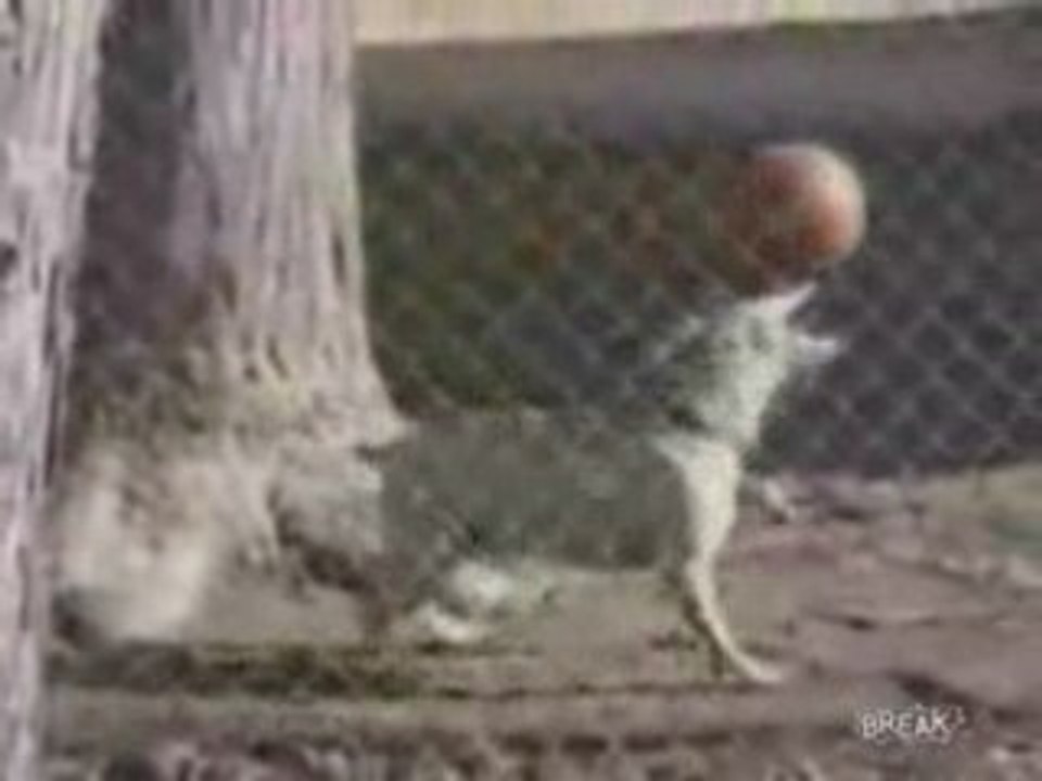 un chien est incroyable !