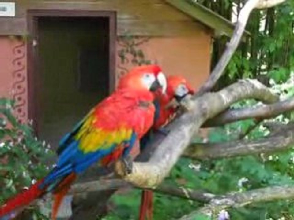 zoo doué vid10