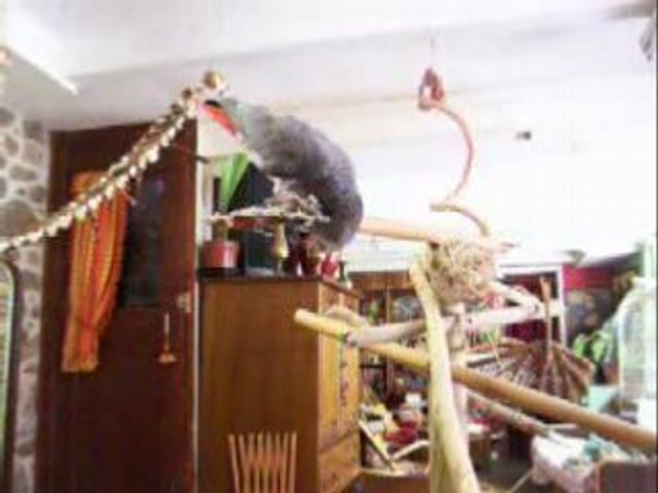 Cocodamour 057