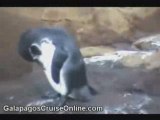Penguins in The Galapagos Islands (tour video)