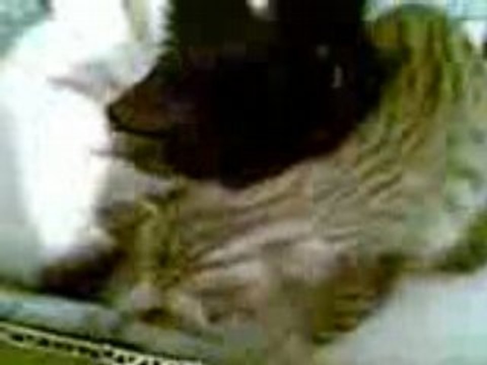 Vidéo007_20082008 Caramel