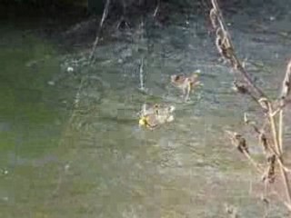 Ragno mangia libellula