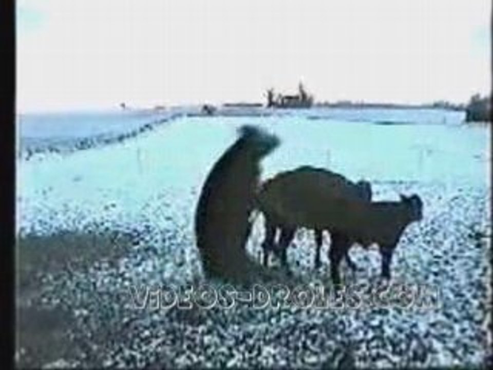 vache en action mdr a voir