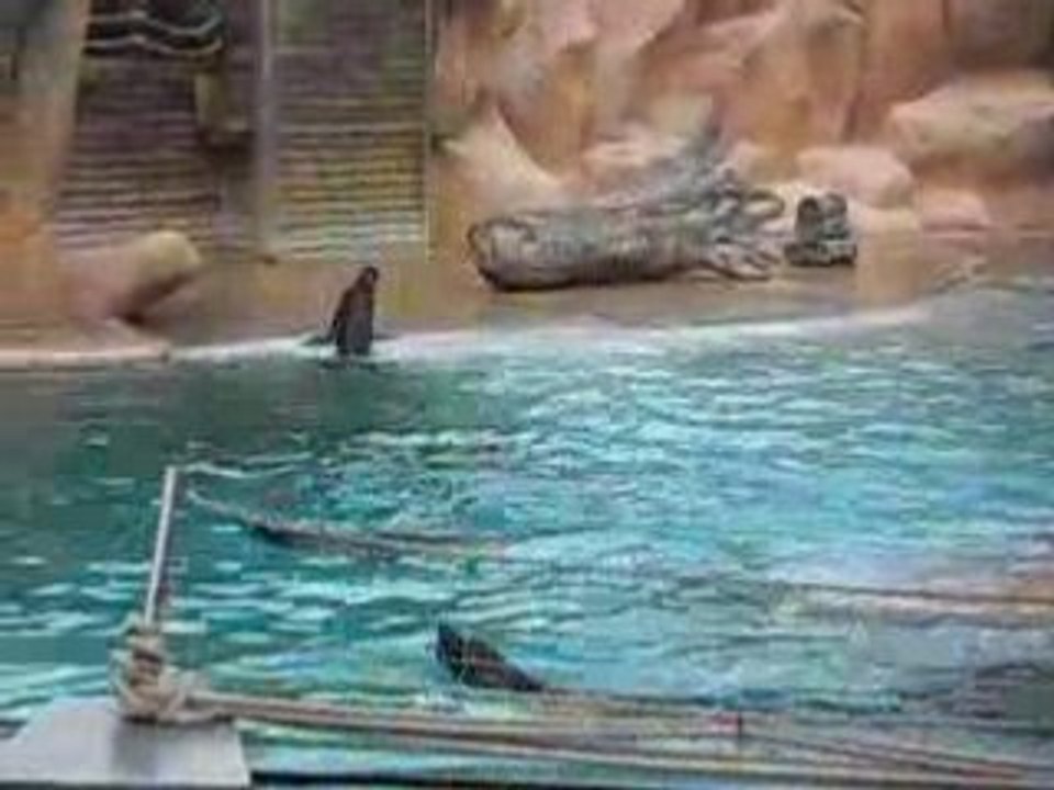 Zoo d'Amnéville Loups de mer 1