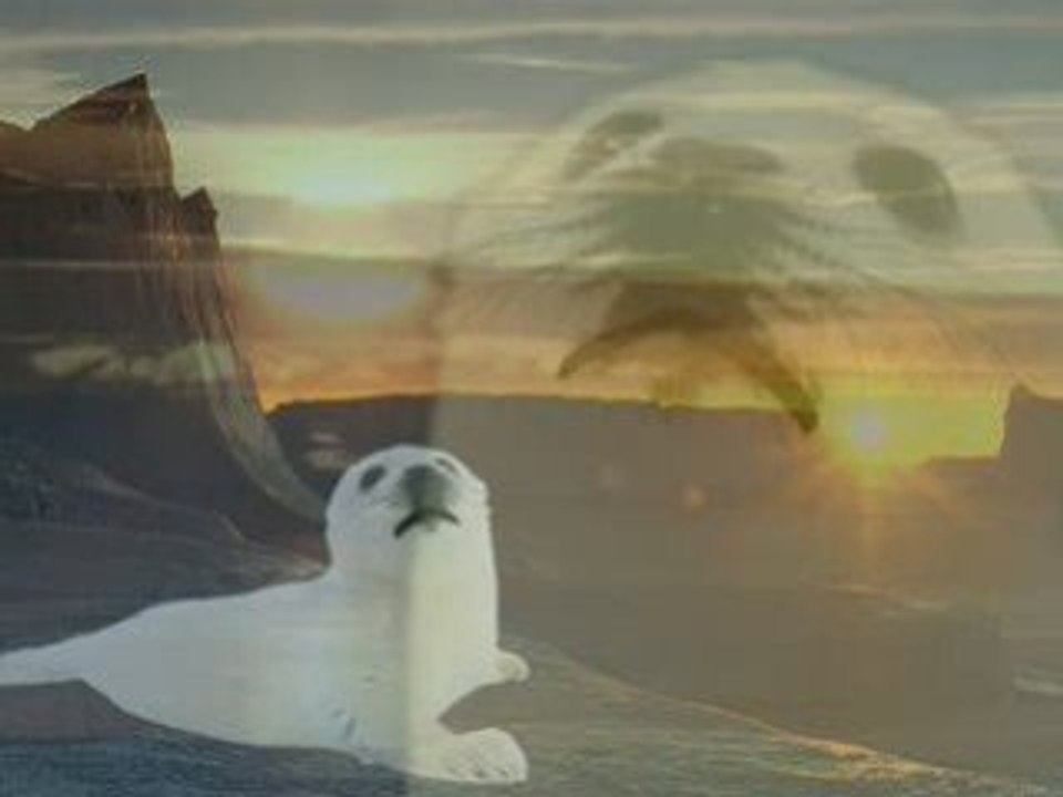 Baby Seal - Kiss from a Rose