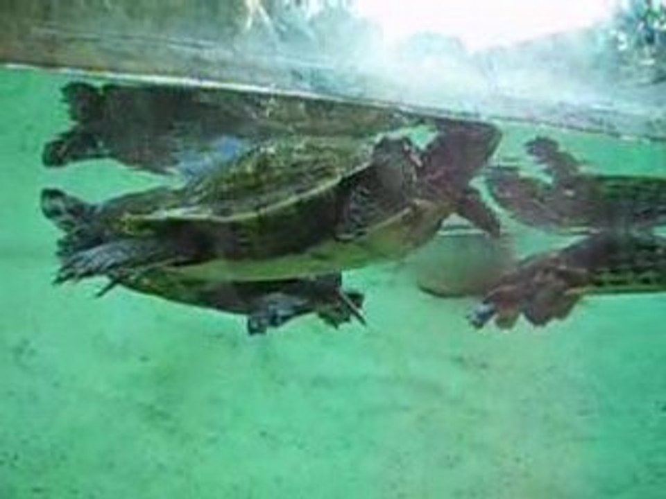 Zoo d'Amnéville Tortue