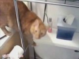 Cats Flushing a Toilet - Music Video