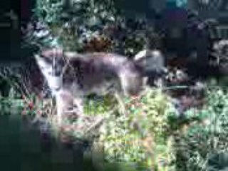 Video036 stalking small mammals inna da bush.pt.2