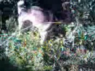 Video037 Inna da bush pt.3 starring Nefertari.