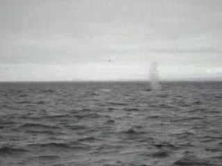 Tadoussac-Rorkal bébé baleine