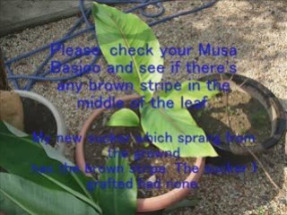 Banana Grafting Stage 2_0001