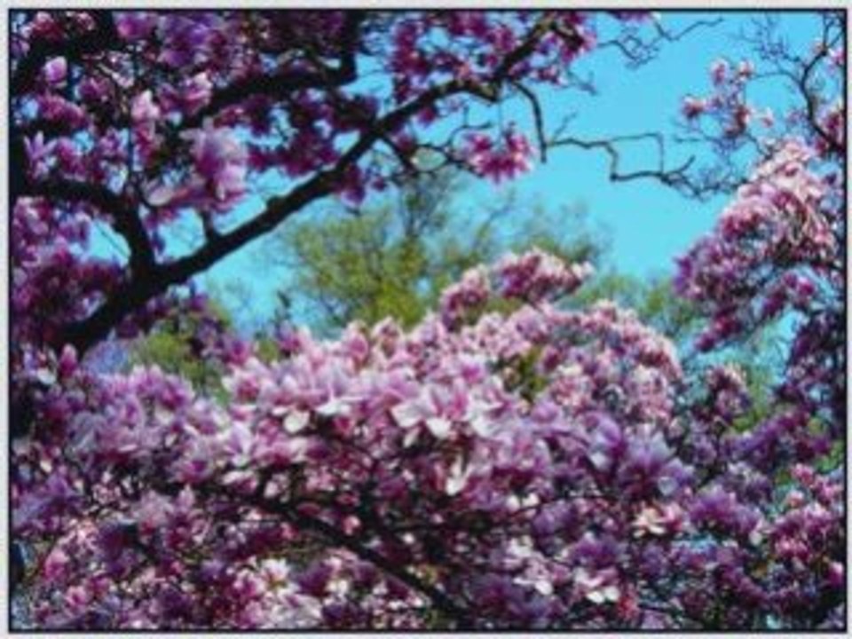 LES FLEURS SE PARLAIENT