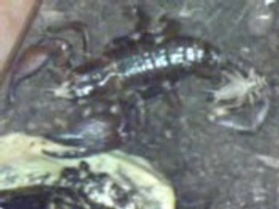 Repas des 3 Scorpions et des 2 geckos des grillons