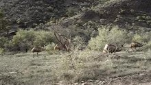 Emeu Flinders Ranges