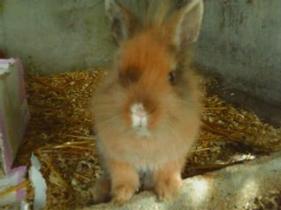 ♥   Plume et Léya