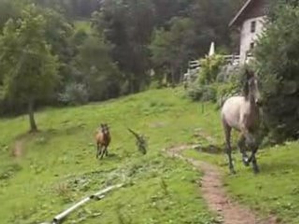 El bahr filali vidéos 0808 (6)