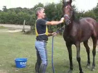 Obeian vet videos 0808  (2)