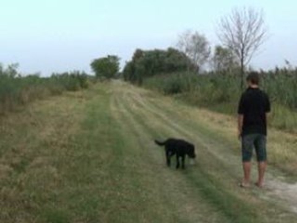 Bess rapport aveugle septembre 08 Labradors Mazet de la Crau