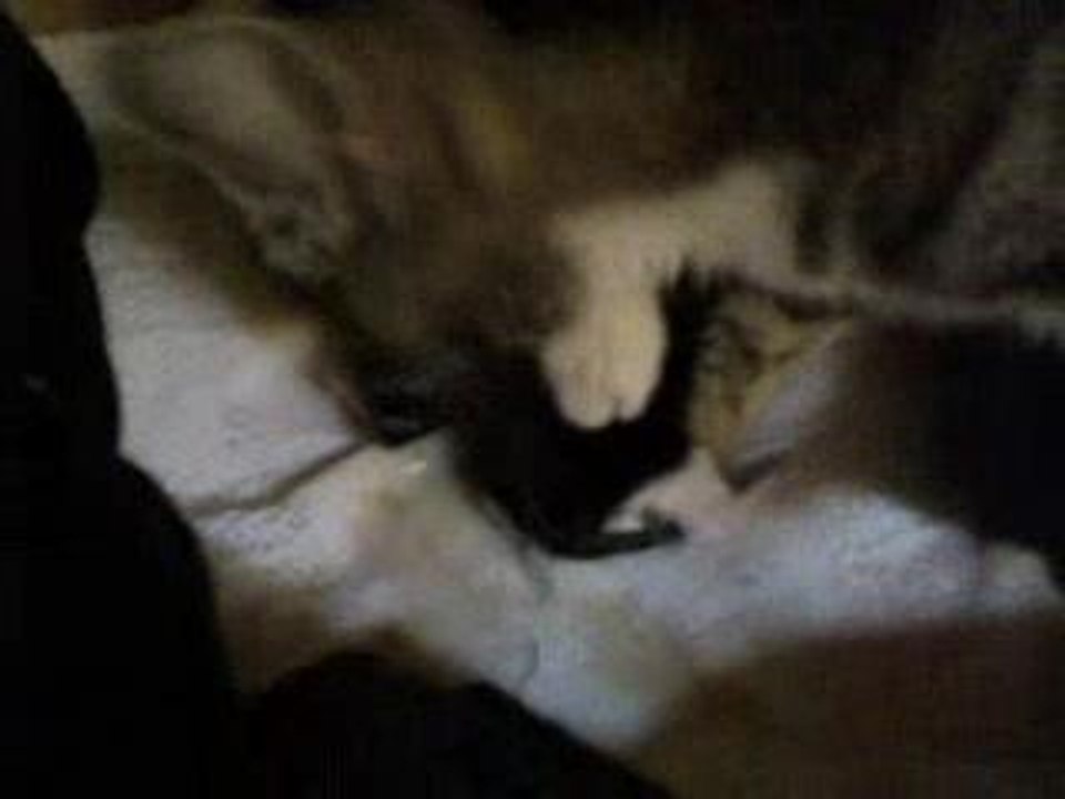 Third kitten