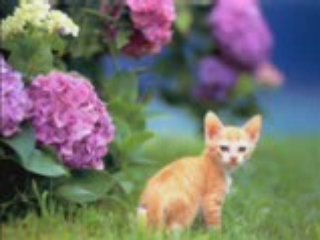 Nos amies les bêtes