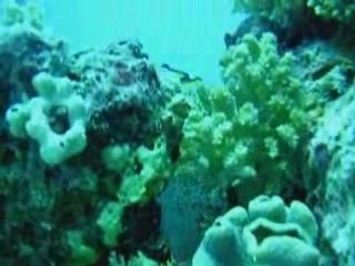 Poissons mer rouge