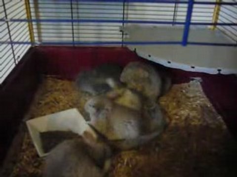 chinchillas lavés